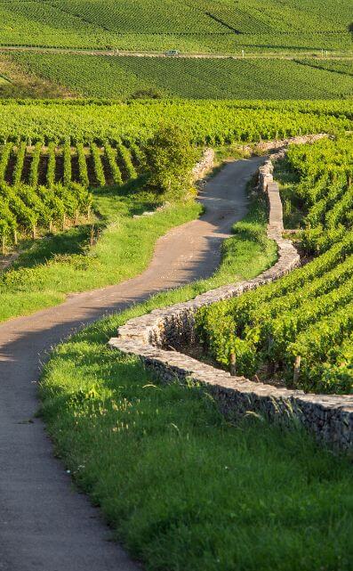 Fine Wine fra Bourgogne